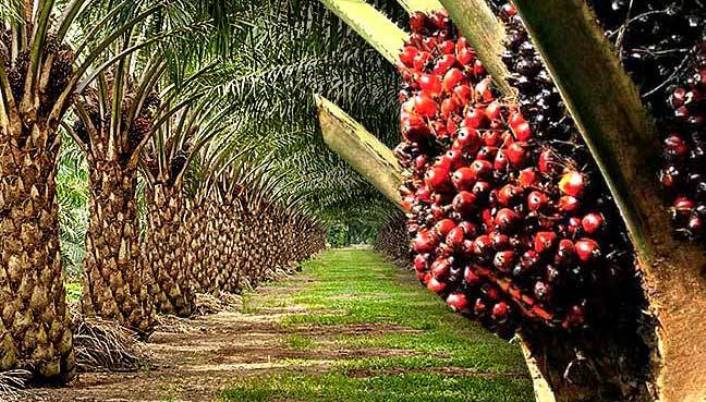 OIL PALM PROPAGATION