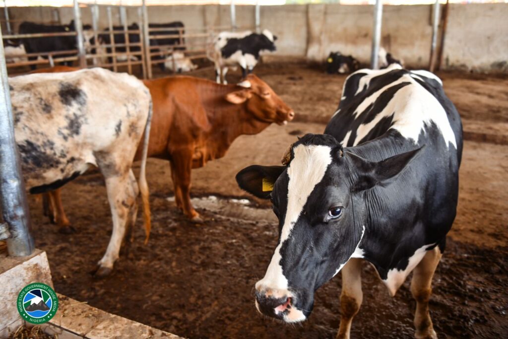 Niger State’s Cattle Industry
