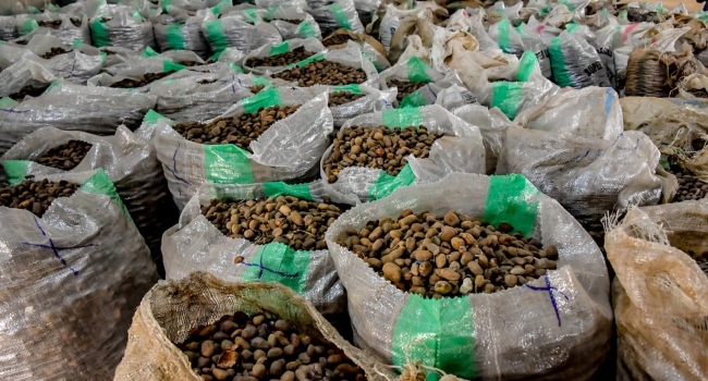 President Tinubu Orders Immediate Ban on Raw Shea Nut Export