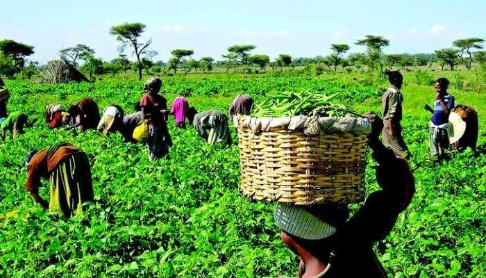 FG Pledges Support to Farmers’ Association to Boost Food Security