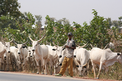 Tinubu Orders Action to End Farmer–Herder Clashes, Pushes Ranching Plan