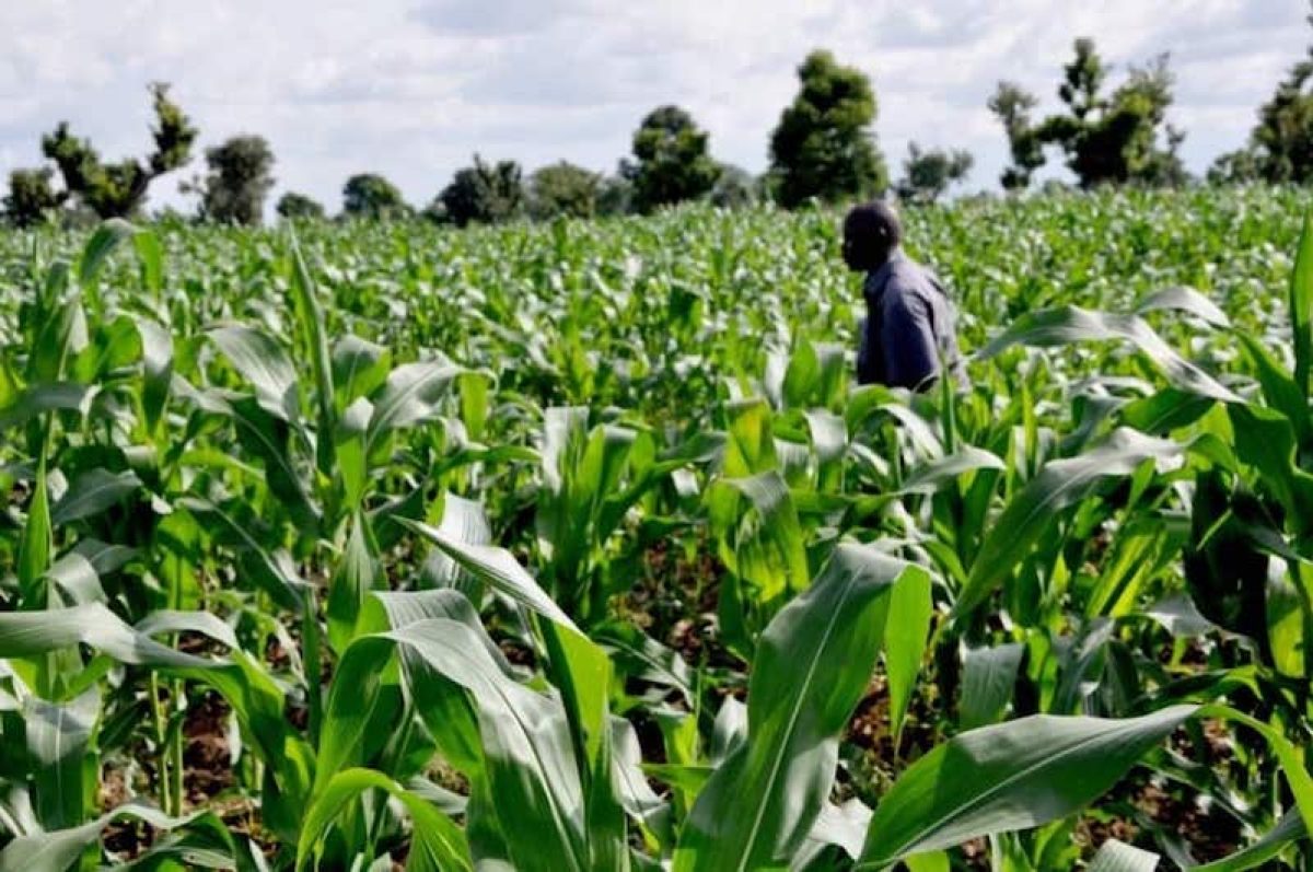 Kano Woos Investors at National Agric Mechanization Summit 2025