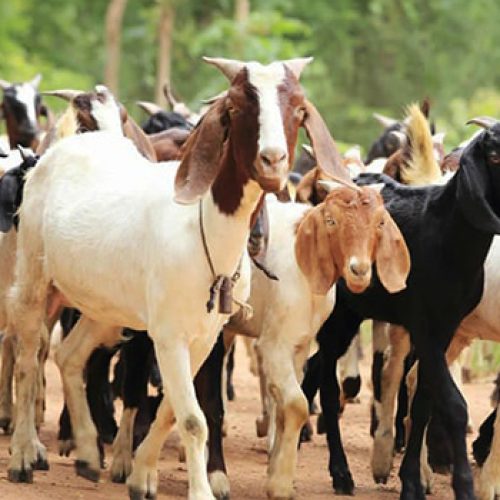 ANTHRAX DISEASE: LAGOS IDENTIFIES, DESTROYS INFECTED ANIMALS