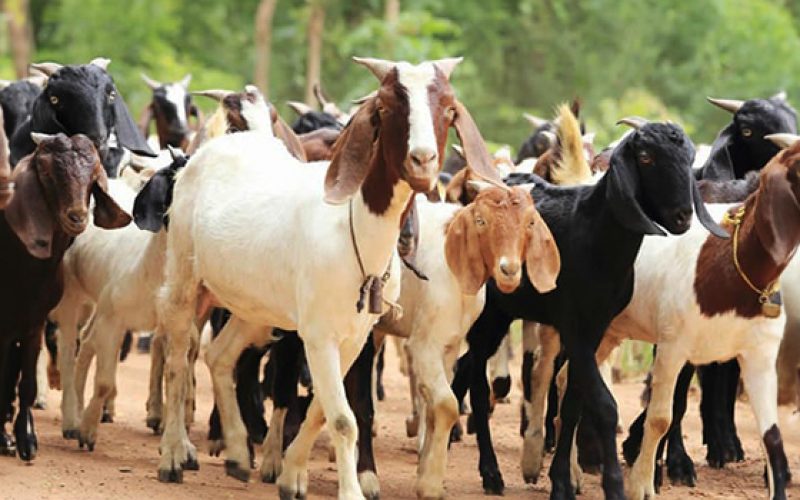 ANTHRAX DISEASE: LAGOS IDENTIFIES, DESTROYS INFECTED ANIMALS