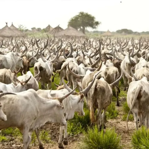 Wase Grazing Reserve