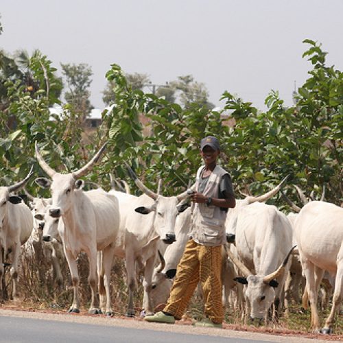 Tinubu Orders Action to End Farmer–Herder Clashes, Pushes Ranching Plan