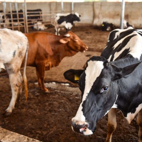 Bago Unveils Livestock Movement and Inspection Permit System to Boost Security and Modernize Niger State’s Cattle Industry