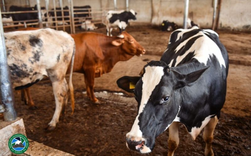 Bago Unveils Livestock Movement and Inspection Permit System to Boost Security and Modernize Niger State’s Cattle Industry