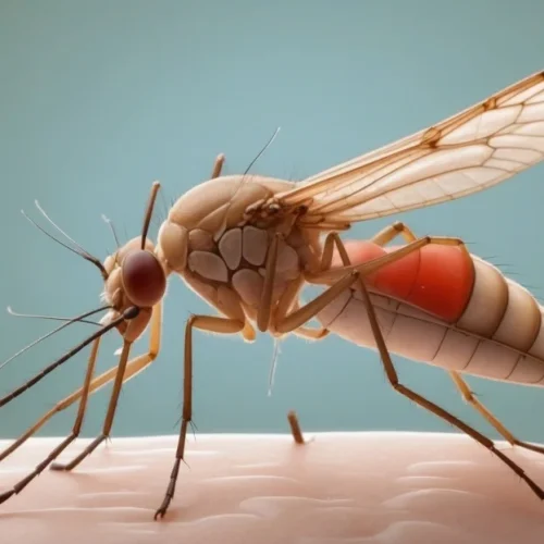 Malaria Prevention: Plateau Records Drop in Cases, Targets One Million Children
