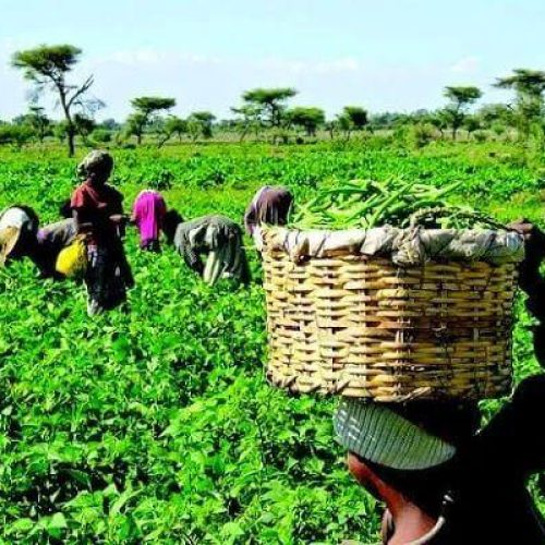 FG Pledges Support to Farmers’ Association to Boost Food Security