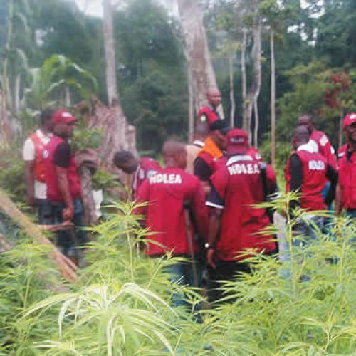 NDLEA Raids ₦50m Cannabis Farm in Plateau, Arrests Six