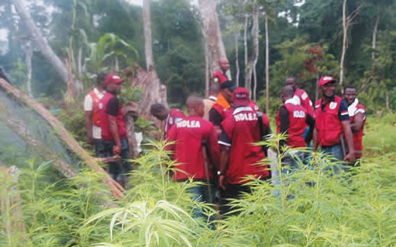 NDLEA Raids ₦50m Cannabis Farm in Plateau, Arrests Six