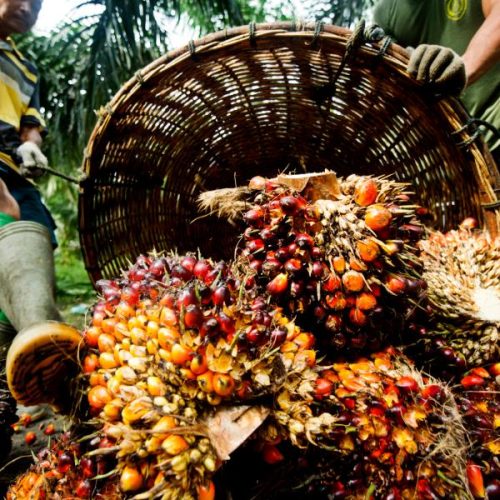 AKWA IBOM PALM OIL EXPORTATION