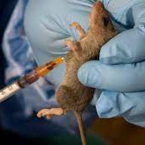 Lassa Fever