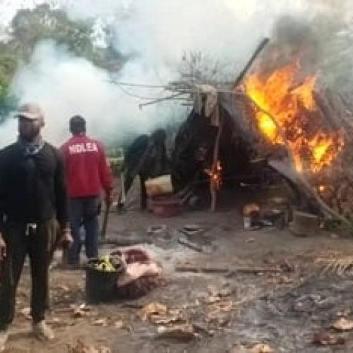 NDLEA Destroys Cannabis Farm, Recovers Ammunition in Plateau