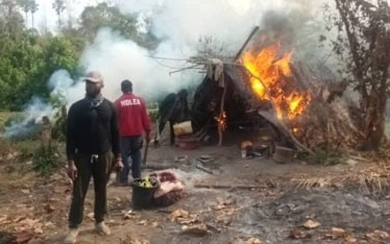 NDLEA Destroys Cannabis Farm, Recovers Ammunition in Plateau