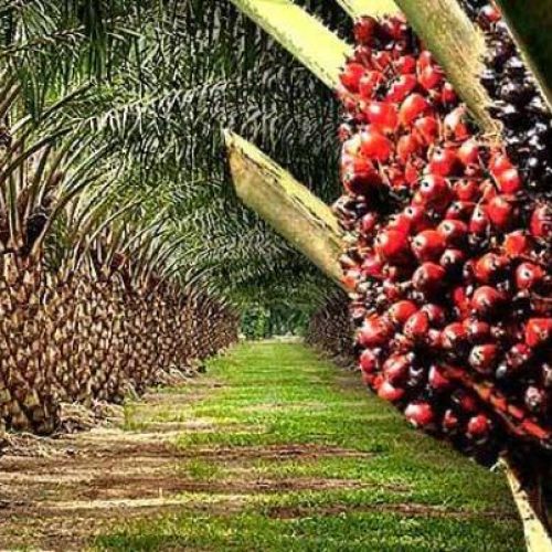 OIL PALM PROPAGATION