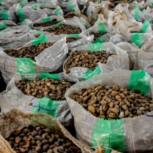 President Tinubu Orders Immediate Ban on Raw Shea Nut Export
