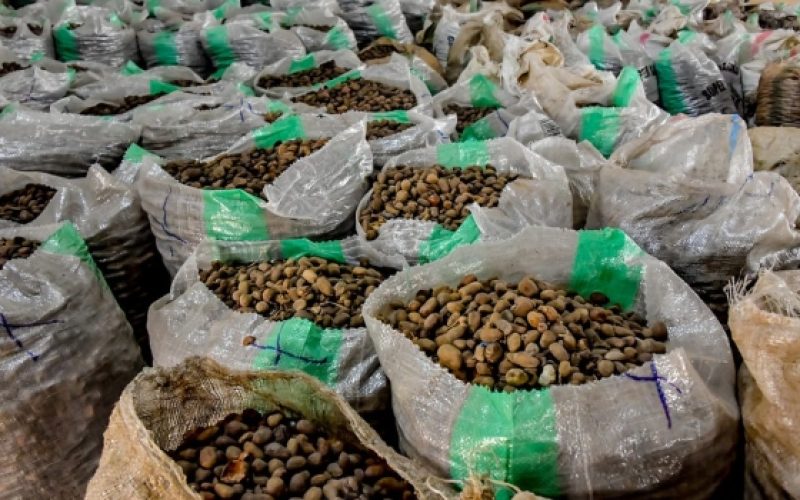 President Tinubu Orders Immediate Ban on Raw Shea Nut Export